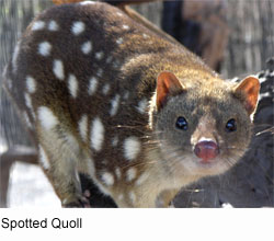 quoll spotted marsupial tiger mammals quolls native dasyurus carnivorous maculatus animals tail known also sheppardsoftware