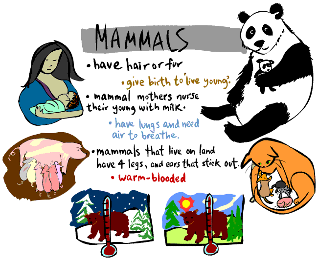all about mammals