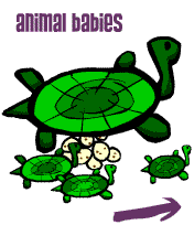 animal babies and reproduction
