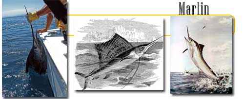 Right Image: This image is a work of the U.S. Fish and Wildlife Service, taken or made during the course of an employee's official duties. As a work of the U.S. federal government, the image is in the public domain. For more information, see the FWS copyright policy.