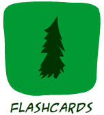 green flashcards